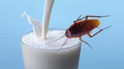 You will drink the bugmilk.