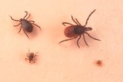 In the late 1960’s, government bioweapons labs started injecting ticks with exotic diseases. Soon, people nearby began to get those diseases. Now, tick-borne Lyme is endemic. Naturally the government has admitted nothing.