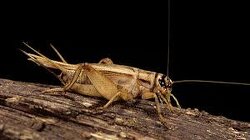 Remember when I told you they would start feeding us Crickets? You won’t see ‘Cricket’ listed in the ingredients; it will be called ‘Acheta.’ Scientists found high levels of Arsenic & contamination with Parasites,