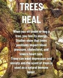 84-Year-Old on the Incredible Benefits of Tree Hugging.