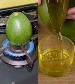 Stop buying  oil and begin extracting oil from Avocado with this simple procedure.