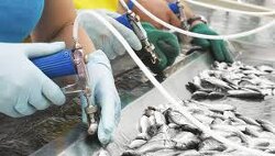 They are mass vaccinating our fish!!