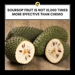 This fruit is called soursop and has been proven to be 10,000 times more effective than chemotherapy at reversing the effects of cancer. However, it does this very differently from chemo; instead of killing all the cells surrounding the cancer cells, it kills only cancer cells. It does not harm healthy cells!