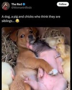 A dog, a pig, and chicks who think they are siblings…LOL