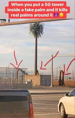 What a 5G tower can do to palm trees. But yes, they're safe and effective.