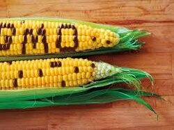 WHAT DID I HEAR? WHEN THE INSECTS EAT GMO CORN, IT MAKES THEIR STOMACH’S EXPLODE.
