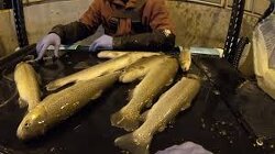 People weren't alone in getting their (flu) shots last fall! Featured are fisheries staff vaccinating fish at one of our coldwater hatcheries.