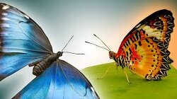 Gravity can hold down trillions of tons of ocean water but lets butterflies and clouds float freely? It’s just a theory—never isolated, never proven- yet the entire globe model depends on it. What if we’ve been lied to? 