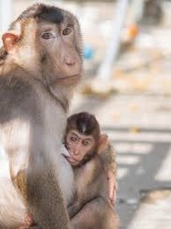 WOW: According to this study, when baby monkeys received vaccines on the US children's vaccine schedule, they developed autism.
