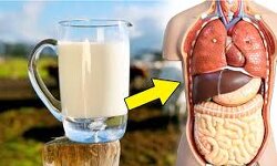 Why you can drink raw milk after it has expired but can't drink expired pasteurized milk? Fascinating stuff!