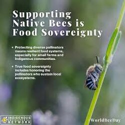 Bees Are Behind Our Food And Natural Medicines - And They're Disappearing.