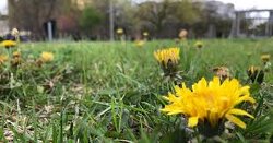 Amazing. Now we know why monsanto went after the dandelions:  