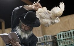Today is the jewish holiday in which jews swing a chicken around their heads, thereby transferring all their sins and pedophilia to the chicken.
