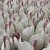 Bird flu prompts slaughter of 1.8M chickens in Nebraska