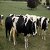 Denmark set to impose world’s first carbon tax on cows.