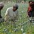 Why was USAID funding the production of heroin in Afghanistan?